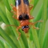 Skullcap leaf beetle - Phyllobrotica quadrimaculata | Fotografijos autorius : Gintautas Steiblys | © Macronature.eu | Macro photography web site