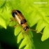 Skullcap leaf beetle - Phyllobrotica quadrimaculata | Fotografijos autorius : Romas Ferenca | © Macronature.eu | Macro photography web site
