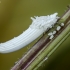 Skydamaris | Fotografijos autorius : Darius Baužys | © Macrogamta.lt | Šis tinklapis priklauso bendruomenei kuri domisi makro fotografija ir fotografuoja gyvąjį makro pasaulį.