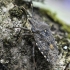 Skydblakė - Rhaphigaster nebulosa | Fotografijos autorius : Kazimieras Martinaitis | © Macrogamta.lt | Šis tinklapis priklauso bendruomenei kuri domisi makro fotografija ir fotografuoja gyvąjį makro pasaulį.