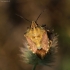 Rausvasparnė skydblakė - Carpocoris purpureipennis | Fotografijos autorius : Ramunė Vakarė | © Macrogamta.lt | Šis tinklapis priklauso bendruomenei kuri domisi makro fotografija ir fotografuoja gyvąjį makro pasaulį.