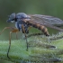 Slankmusė - Rhagio annulatus ♀ | Fotografijos autorius : Žilvinas Pūtys | © Macrogamta.lt | Šis tinklapis priklauso bendruomenei kuri domisi makro fotografija ir fotografuoja gyvąjį makro pasaulį.