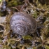 Slapioji šiurpenė - Isognomostoma isognomostomos | Fotografijos autorius : Kazimieras Martinaitis | © Macrogamta.lt | Šis tinklapis priklauso bendruomenei kuri domisi makro fotografija ir fotografuoja gyvąjį makro pasaulį.