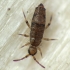 Slender Springtail - Willowsia nigromaculata ? | Fotografijos autorius : Vidas Brazauskas | © Macronature.eu | Macro photography web site