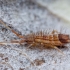 Slender springtail - Orchesella flavescens | Fotografijos autorius : Žilvinas Pūtys | © Macronature.eu | Macro photography web site