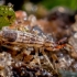 Slender springtail - Orchesella flavescens | Fotografijos autorius : Oskaras Venckus | © Macronature.eu | Macro photography web site