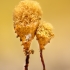Slime Mold - Hemitrichia sp. | Fotografijos autorius : Eglė Vičiuvienė | © Macronature.eu | Macro photography web site