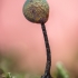 Slime Mold - Lamproderma sp. | Fotografijos autorius : Eglė Vičiuvienė | © Macronature.eu | Macro photography web site