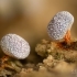 Slime Mold - Physarum sp. | Fotografijos autorius : Eglė Vičiuvienė | © Macronature.eu | Macro photography web site