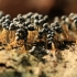 Slime mold - Badhamia utricularis | Fotografijos autorius : Ramunė Vakarė | © Macronature.eu | Macro photography web site