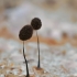 Slime mold - Comatricha nigra | Fotografijos autorius : Gintautas Steiblys | © Macronature.eu | Macro photography web site