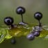 Slime mould - Lamproderma sp. | Fotografijos autorius : Žilvinas Pūtys | © Macronature.eu | Macro photography web site