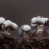 Slime mold - Physarum sp. | Fotografijos autorius : Žilvinas Pūtys | © Macronature.eu | Macro photography web site