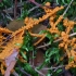 Slime mold - Physarum virescens | Fotografijos autorius : Romas Ferenca | © Macronature.eu | Macro photography web site