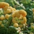 Žalsvasis kukulenis - Physarum virescens | Fotografijos autorius : Gintautas Steiblys | © Macronature.eu | Macro photography web site