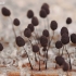 Slime molds - Comatricha nigra | Fotografijos autorius : Gintautas Steiblys | © Macronature.eu | Macro photography web site
