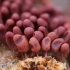 Slime mould - Arcyria sp. | Fotografijos autorius : Žilvinas Pūtys | © Macronature.eu | Macro photography web site