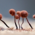 Slime mould - Cribraria cancellata | Fotografijos autorius : Eglė Vičiuvienė | © Macronature.eu | Macro photography web site