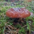 Slippery Jack - Suillus luteus | Fotografijos autorius : Gintautas Steiblys | © Macronature.eu | Macro photography web site