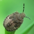 Sloe Shieldbug - Dolycoris baccarum, nymph | Fotografijos autorius : Vidas Brazauskas | © Macronature.eu | Macro photography web site