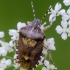 Sloe Shieldbug | Fotografijos autorius : Darius Baužys | © Macronature.eu | Macro photography web site