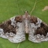 Slyvinis juostasprindis - Eulithis prunata | Fotografijos autorius : Žilvinas Pūtys | © Macrogamta.lt | Šis tinklapis priklauso bendruomenei kuri domisi makro fotografija ir fotografuoja gyvąjį makro pasaulį.