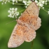 Slyvinis sprindžius - Angerona prunaria ♂ | Fotografijos autorius : Ramunė Činčikienė | © Macrogamta.lt | Šis tinklapis priklauso bendruomenei kuri domisi makro fotografija ir fotografuoja gyvąjį makro pasaulį.