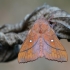 Slyvinis verpikas - Odonestis pruni | Fotografijos autorius : Arūnas Eismantas | © Macrogamta.lt | Šis tinklapis priklauso bendruomenei kuri domisi makro fotografija ir fotografuoja gyvąjį makro pasaulį.