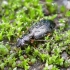 Smėlinis linažygis - Asaphidio pallipes | Fotografijos autorius : Romas Ferenca | © Macrogamta.lt | Šis tinklapis priklauso bendruomenei kuri domisi makro fotografija ir fotografuoja gyvąjį makro pasaulį.