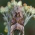 Smailiakampis pelėdgalvis - Phlogophora meticulosa | Fotografijos autorius : Žilvinas Pūtys | © Macrogamta.lt | Šis tinklapis priklauso bendruomenei kuri domisi makro fotografija ir fotografuoja gyvąjį makro pasaulį.