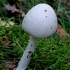 Smailiakepurė musmirė - Amanita virosa | Fotografijos autorius : Romas Ferenca | © Macrogamta.lt | Šis tinklapis priklauso bendruomenei kuri domisi makro fotografija ir fotografuoja gyvąjį makro pasaulį.