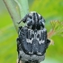 Smailapilvis grambuoliukas - Valgus hemipterus ♂ | Fotografijos autorius : Gintautas Steiblys | © Macrogamta.lt | Šis tinklapis priklauso bendruomenei kuri domisi makro fotografija ir fotografuoja gyvąjį makro pasaulį.