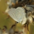 Small Blue - Cupido minimus | Fotografijos autorius : Vidas Brazauskas | © Macronature.eu | Macro photography web site