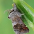 Mažoji kliostera - Clostera pigra  | Fotografijos autorius : Arūnas Eismantas | © Macronature.eu | Macro photography web site