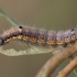 Small Chocolate-tip - Clostera pigra, caterpillar | Fotografijos autorius : Žilvinas Pūtys | © Macronature.eu | Macro photography web site