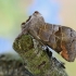 Small Chocolate-tip - Clostera pigra | Fotografijos autorius : Arūnas Eismantas | © Macronature.eu | Macro photography web site