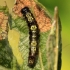 Small Chocolate-tip, caterpillar - Clostera pigra | Fotografijos autorius : Ramunė Vakarė | © Macronature.eu | Macro photography web site