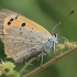 Small Copper - Lycaena phlaeas | Fotografijos autorius : Gintautas Steiblys | © Macrogamta.lt | Šis tinklapis priklauso bendruomenei kuri domisi makro fotografija ir fotografuoja gyvąjį makro pasaulį.