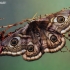 Small Emperor moth - Eudia pavonia | Fotografijos autorius : Lukas Jonaitis | © Macronature.eu | Macro photography web site