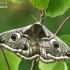 Small Emperor moth - Saturnia pavonia  | Fotografijos autorius : Gintautas Steiblys | © Macronature.eu | Macro photography web site