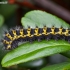 Small Emperor moth - Saturnia pavonia, catterpilar | Fotografijos autorius : Žilvinas Pūtys | © Macronature.eu | Macro photography web site