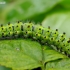 Small Emperor moth - Saturnia pavonia, catterpilar | Fotografijos autorius : Romas Ferenca | © Macronature.eu | Macro photography web site