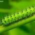 Mažoji saturnija - Saturnia pavonia, vikšras | Fotografijos autorius : Romas Ferenca | © Macronature.eu | Macro photography web site