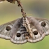 Small Emperor moth - Saturnia pavonia | Fotografijos autorius : Arūnas Eismantas | © Macronature.eu | Macro photography web site