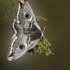 Small Emperor moth - Saturnia pavonia | Fotografijos autorius : Darius Baužys | © Macronature.eu | Macro photography web site