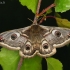 Small Emperor moth - Saturnia pavonia | Fotografijos autorius : Lukas Jonaitis | © Macronature.eu | Macro photography web site