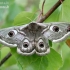 Small Emperor moth - Saturnia pavonia | Fotografijos autorius : Gediminas Gražulevičius | © Macronature.eu | Macro photography web site
