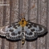 Small Magpie - Anania hortulata | Fotografijos autorius : Darius Baužys | © Macronature.eu | Macro photography web site