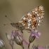 Small Pearl-bordered Fritillary - Boloria selene | Fotografijos autorius : Žilvinas Pūtys | © Macronature.eu | Macro photography web site