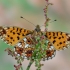 Small Pearl-bordered Fritillary - Boloria selene | Fotografijos autorius : Arūnas Eismantas | © Macronature.eu | Macro photography web site